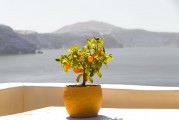 夢(mèng)中的青橘——一段心靈的旅程