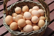 懷孕期間夢(mèng)到雞的寓意解析