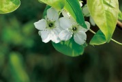 夢(mèng)中的兒子，心靈的牽掛，夢(mèng)中的兒子，心靈的永恒牽掛