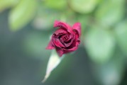 夢中見證友情之花——我的朋友結(jié)婚之夢，夢中見證友情之花，我的朋友婚禮之夢