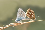 女人夢(mèng)到動(dòng)物，解讀夢(mèng)境中的神秘信號(hào)，女人夢(mèng)到動(dòng)物，解讀夢(mèng)境中的神秘信號(hào)