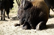 夢(mèng)到死牛的寓意與解讀，夢(mèng)到死牛的寓意與象征解讀