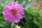 夢中花開花落，探尋心靈之境