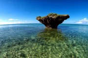 鯊魚游戲免費(fèi)下載，帶你體驗(yàn)最真實(shí)的海洋世界，鯊魚游戲下載，海洋世界的驚險(xiǎn)冒險(xiǎn)！