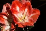 夢(mèng)中邂逅紅色鯉魚(yú)，夢(mèng)中邂逅的紅色鯉魚(yú)之謎