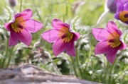 夢(mèng)中的桃花之約，夢(mèng)約桃花緣