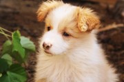 犬舍注冊全攻略，流程、注意事項及必備材料，一站式指南，犬舍注冊全解析