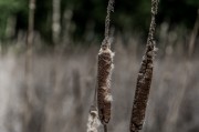 夢中折枝，探尋心靈與自然的微妙聯(lián)系，夢中折枝，心靈與自然的微妙聯(lián)系探索
