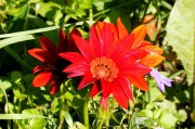 夢(mèng)中花語(yǔ)，解讀夢(mèng)到花的深層含義，夢(mèng)中花語(yǔ)，解讀夢(mèng)到花的深層含義