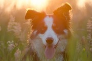 媽媽夢(mèng)中的神秘之犬，媽媽夢(mèng)中的神秘之犬，犬影幻夢(mèng)