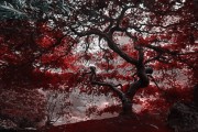 夢(mèng)中的父親，醫(yī)院的深深牽掛