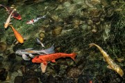夢(mèng)到魚和水，預(yù)示著什么？，夢(mèng)到魚和水，預(yù)示的寓意與解析