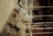 夢中尋犬記，小狗丟失后的奇跡重逢，夢中尋犬記，奇跡重逢的感人故事