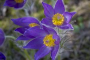 鮮花游戲免費(fèi)體驗(yàn)，超值！鮮花游戲免費(fèi)體驗(yàn)，讓生活更浪漫