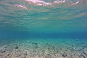 夢(mèng)中金魚(yú)的奇幻之旅