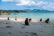 夢(mèng)境中的猴子之旅，夢(mèng)境中的猴子之旅之旅的奇幻探索