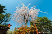 夢(mèng)中的大櫻桃，一場(chǎng)甜蜜的奇幻之旅