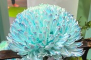 年產(chǎn)值超5000億元！“鮮花經(jīng)濟(jì)”一路生花