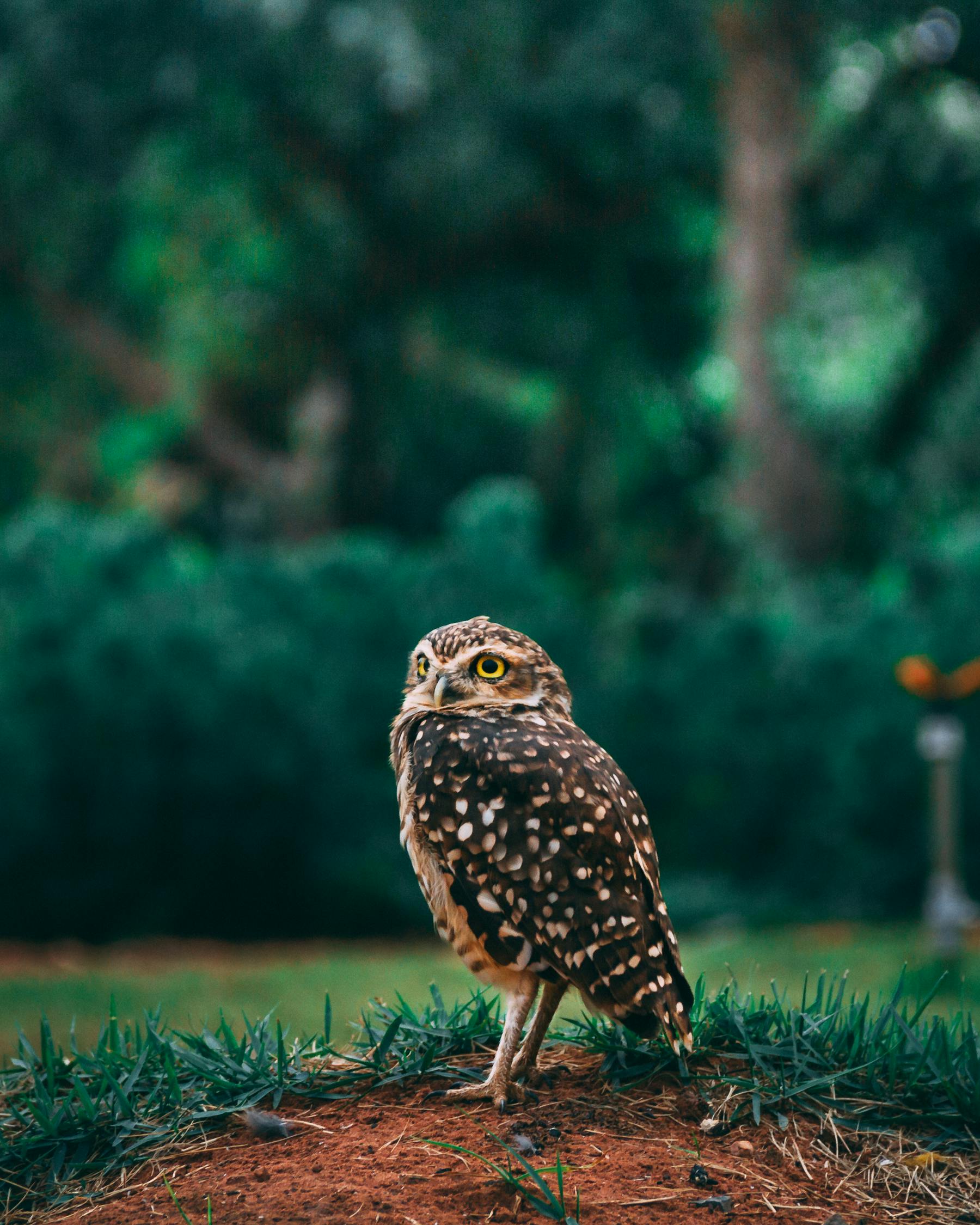 夢中的小動物世界，一場奇妙的夢境之旅