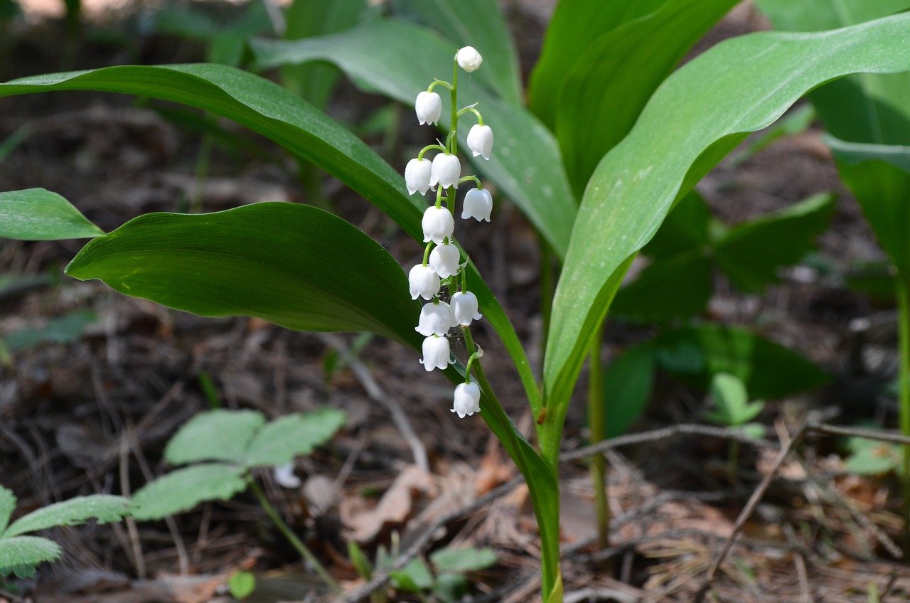 夢(mèng)中之花，生機(jī)盎然——我的夢(mèng)境與花的故事