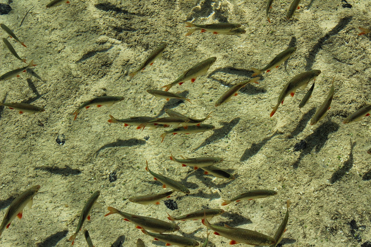 夢中的水世界，魚群涌動的奧秘