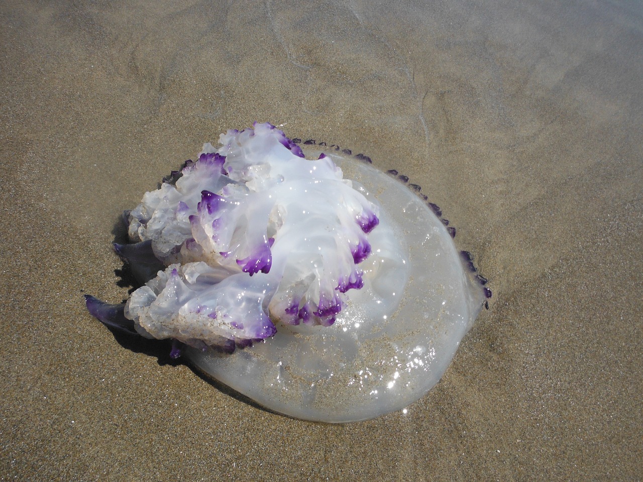 夢(mèng)游深海，與巨大的魚(yú)共舞