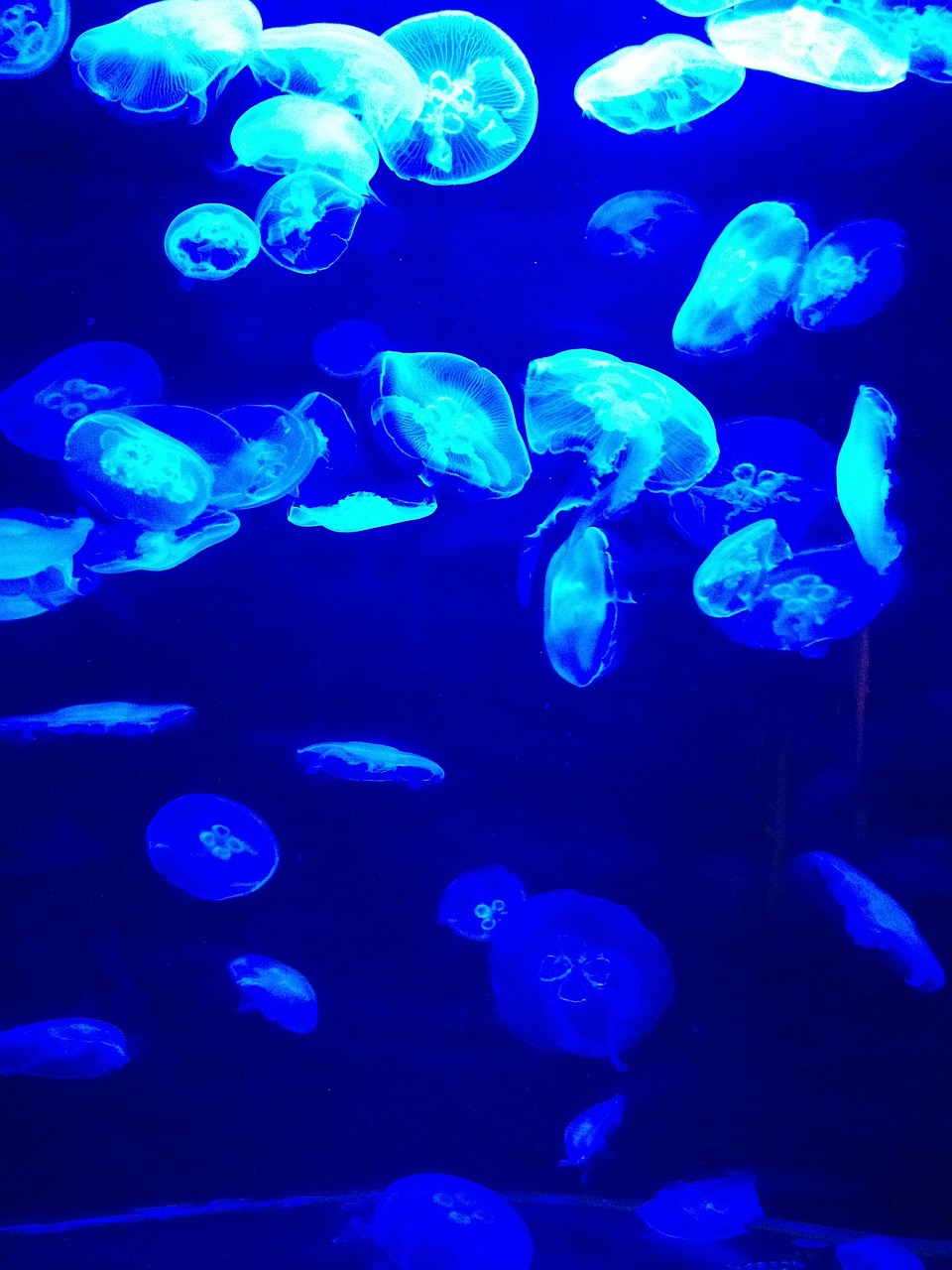 夢(mèng)到彩色的魚，一場(chǎng)神秘而多彩的夢(mèng)境之旅
