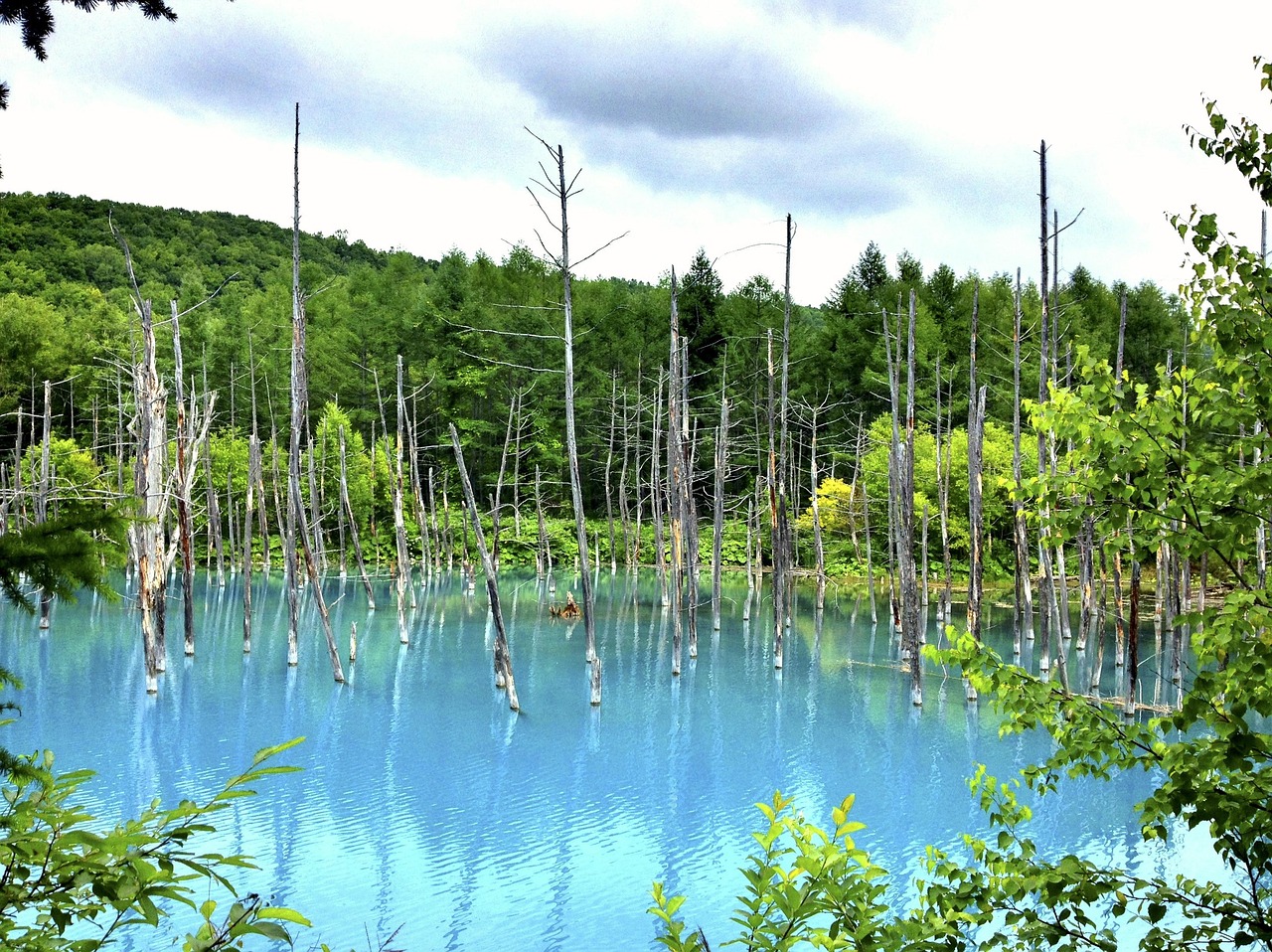 夢(mèng)中邂逅，那片美麗的風(fēng)景