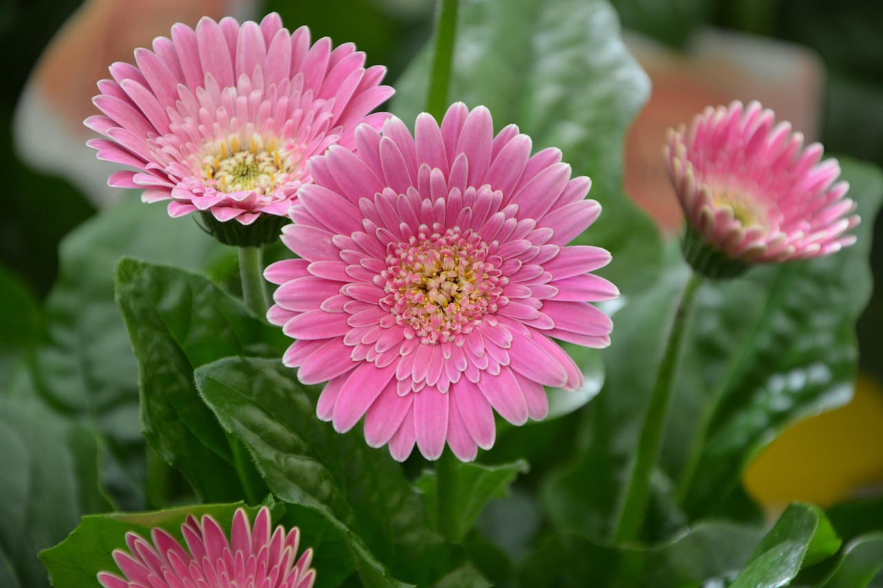 夢(mèng)中畫(huà)花，綻放心靈的藝術(shù)之旅