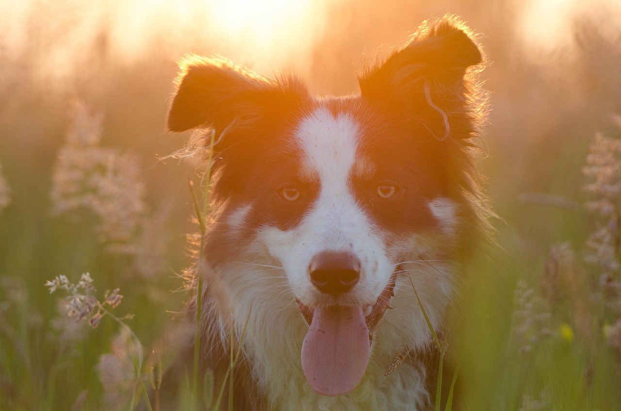 媽媽夢中的神秘之犬