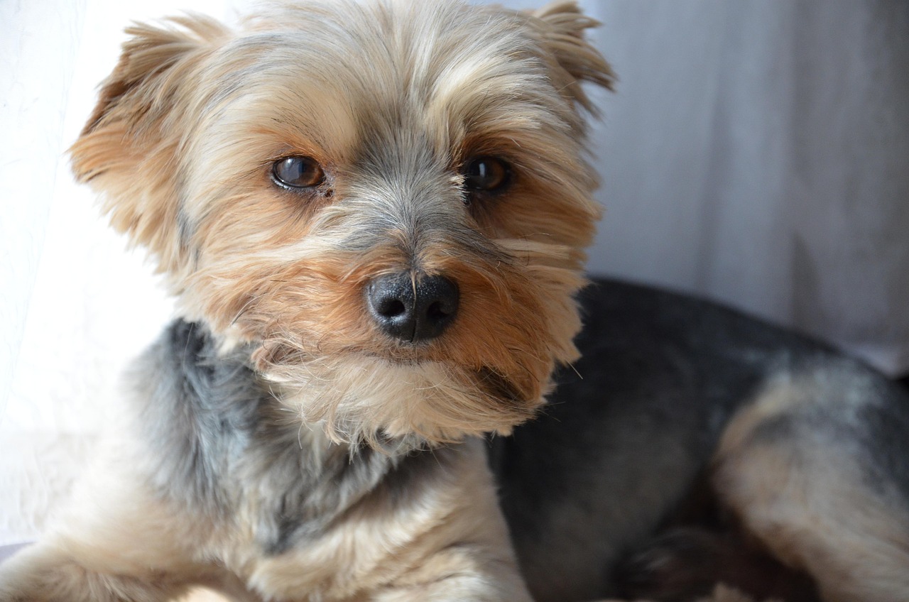 如何輕松注冊(cè)CKU，開啟你的犬類生涯